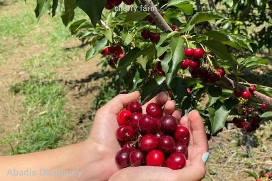 cherry farm